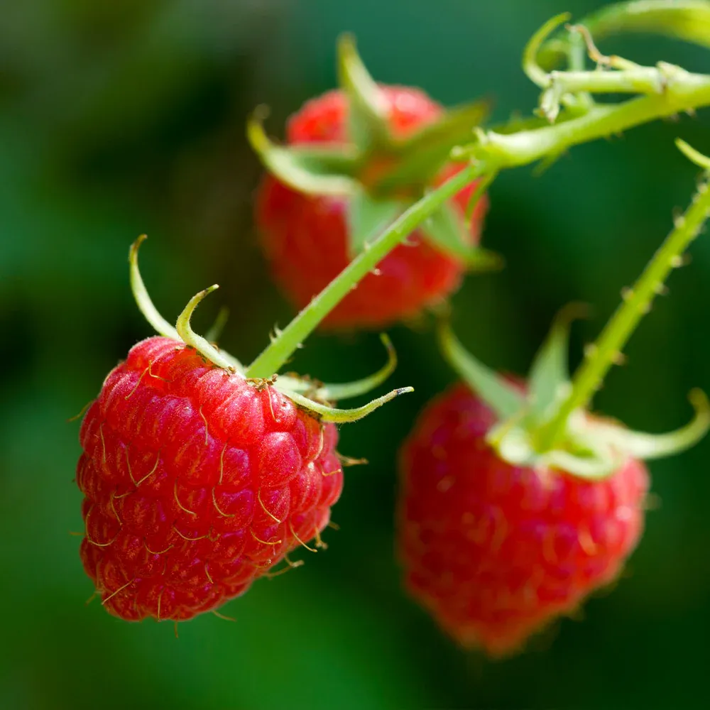 Willamette Red Raspberry Bush - Hardy Fruit-Bearing Cane Plant