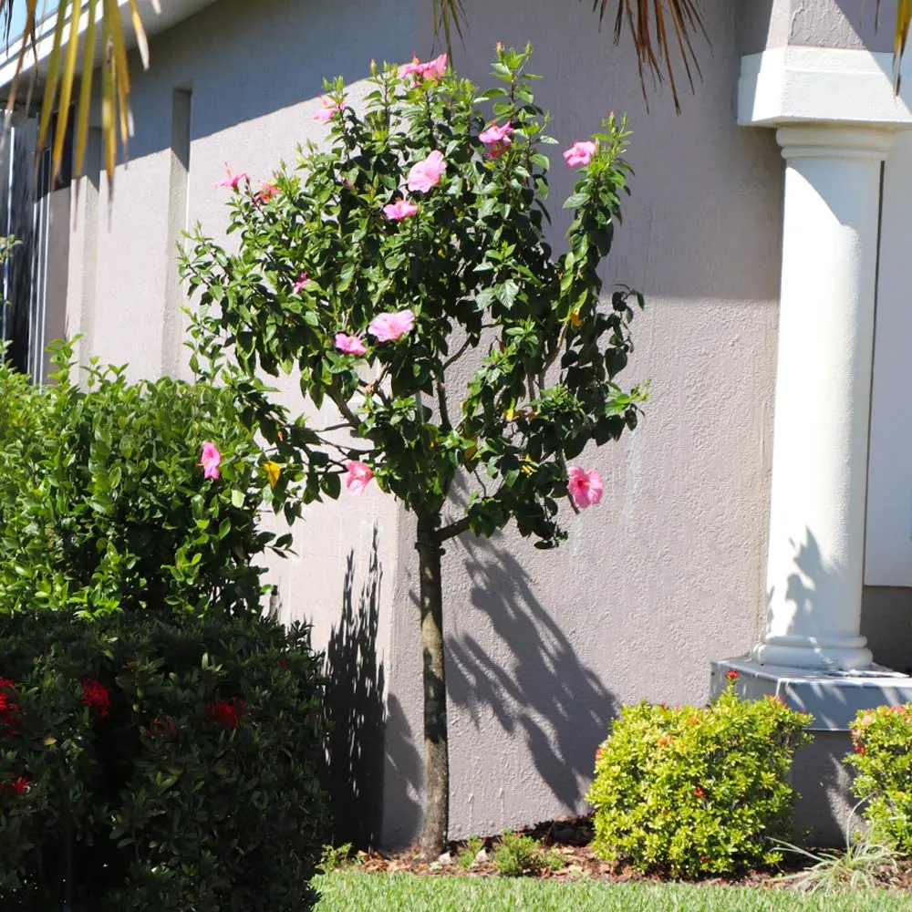 Pink Tropical Hibiscus Tree - Artificial Potted Plant for Indoor Home and Office Decor 2