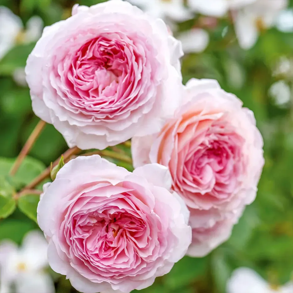 David Austin® James Galway® Rose Shrub 1
