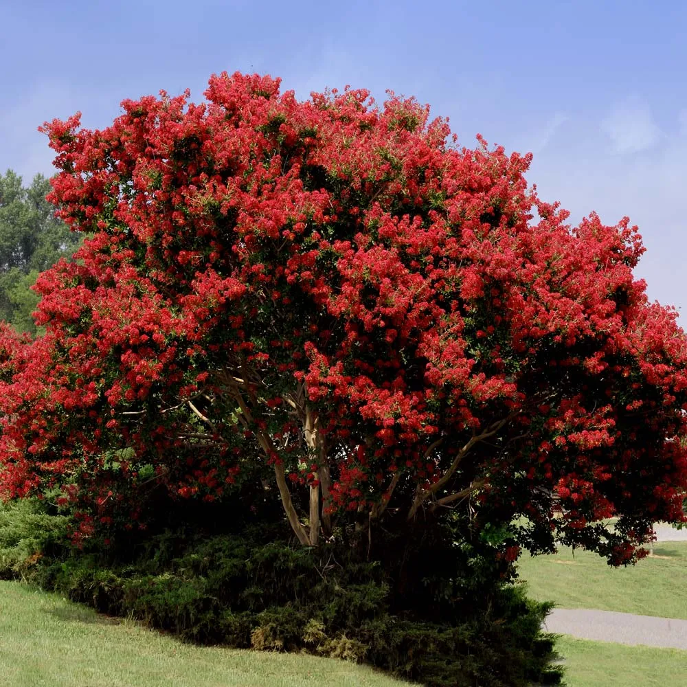 Red Rocket Crape Myrtle Flowering Deciduous Tree