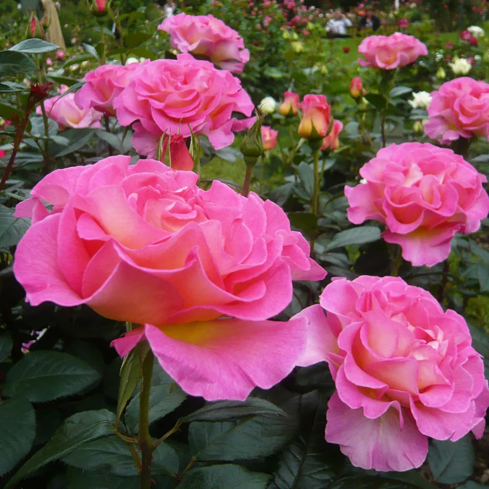 Julie Andrews™ Hybrid Tea Rose - Fragrant Garden Shrub 3