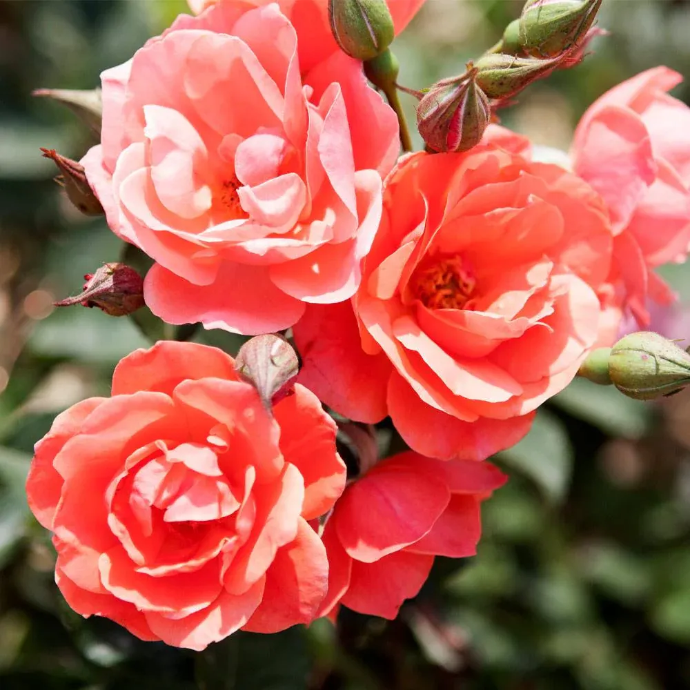 Coral Knock Out Rose Shrub - Continuous Blooming Disease-Resistant Garden Plant