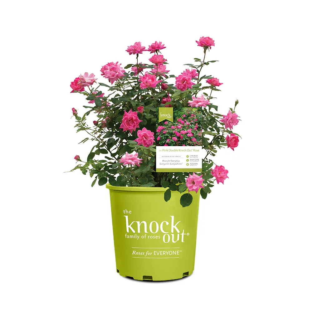 Double Pink Knock Out Rose Shrub - Continuous Blooming Landscape Plant 4