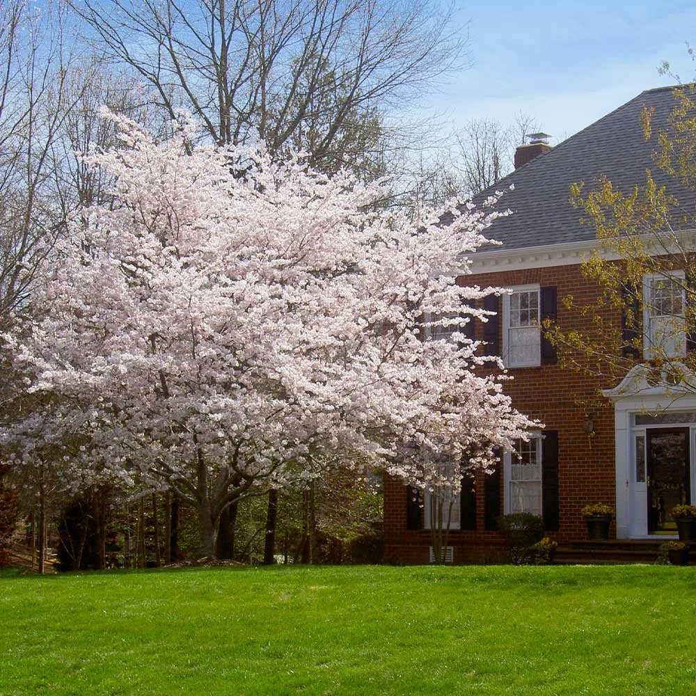 Yoshino Cherry Tree (Prunus x yedoensis) Ornamental Flowering Deciduous Tree 3