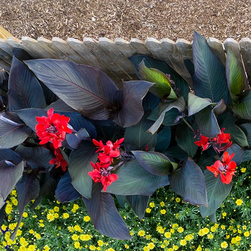 Cannova® ‘Bronze Scarlet’ Canna Lily Plant with Bronze Foliage and Red Flowers 2