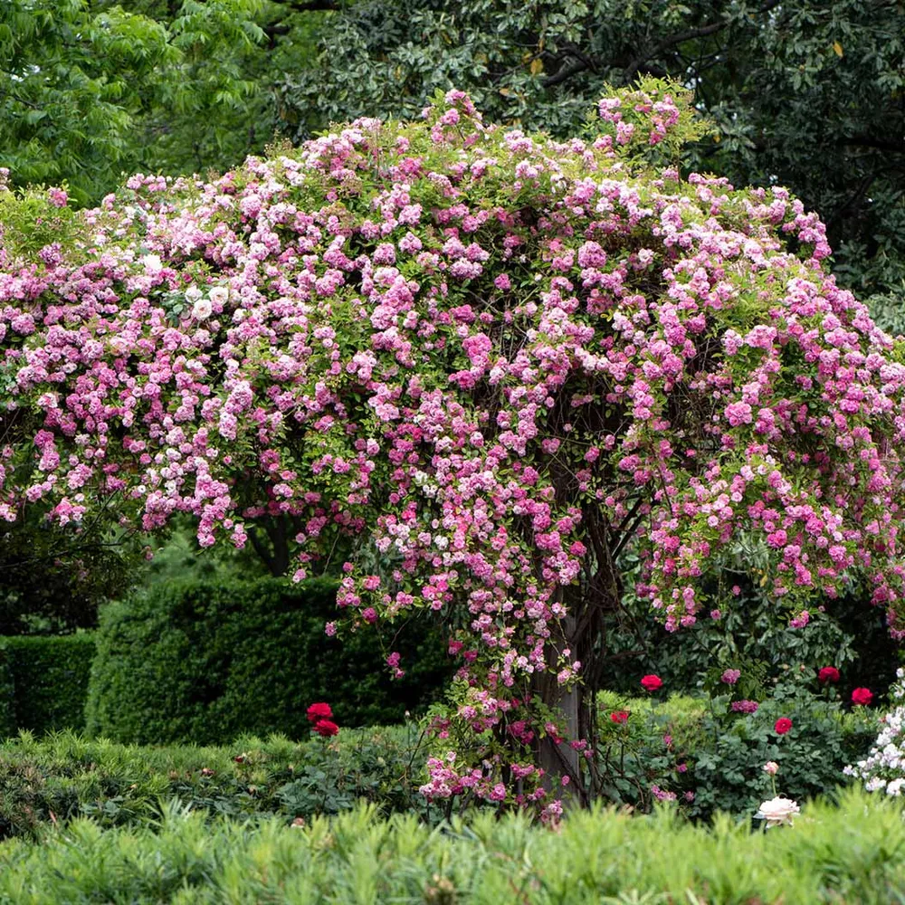 Peggy Martin Rose Shrub - Vigorous Climbing Rose for Garden Landscaping