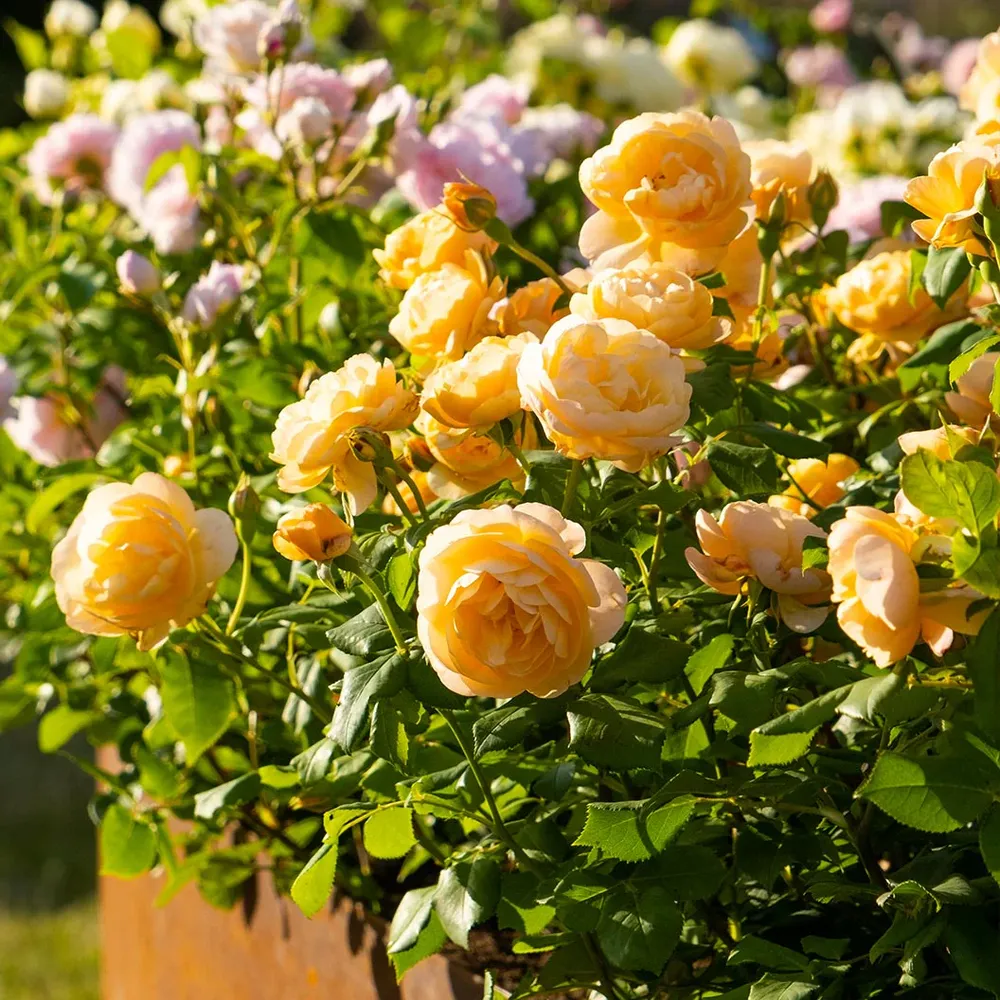David Austin® Roald Dahl® Rose Shrub - Repeat Flowering Peach Garden Rose 1