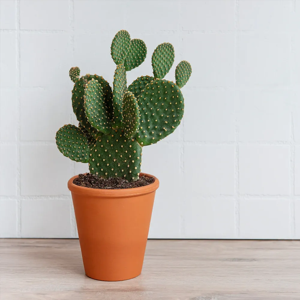 Nopal Prickly Pear Cactus Plant - Live Opuntia Succulent for Home and Garden 1
