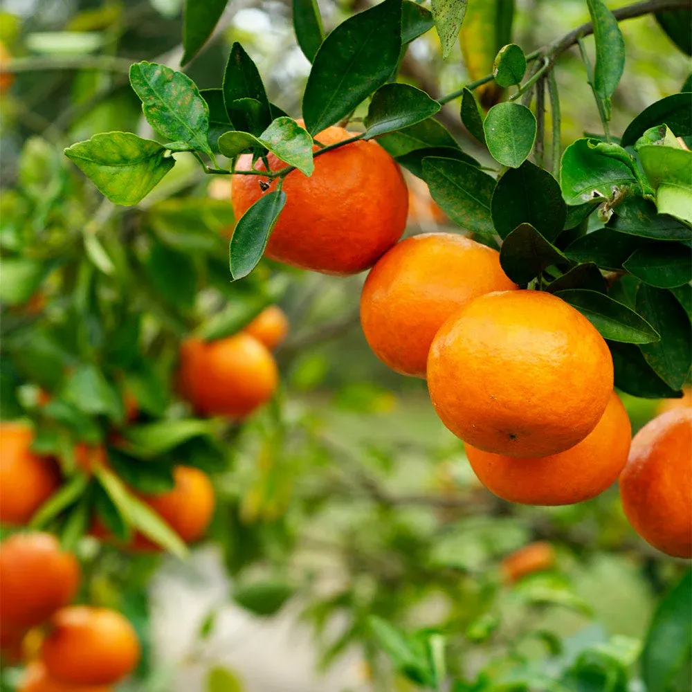 Kishu Mandarin Tree - Compact Citrus Fruit Plant for Home Gardens 1