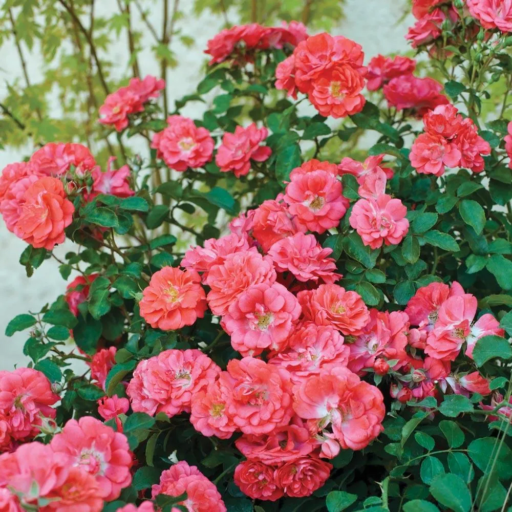 Coral Drift® Rose - Hardy Groundcover Shrub Rose