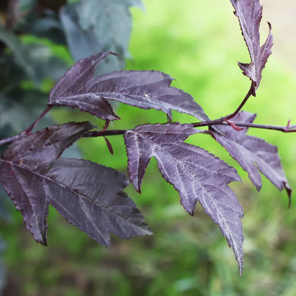 Royal Raindrops® Crabapple Tree (Malus 'JFS-KW5') 1