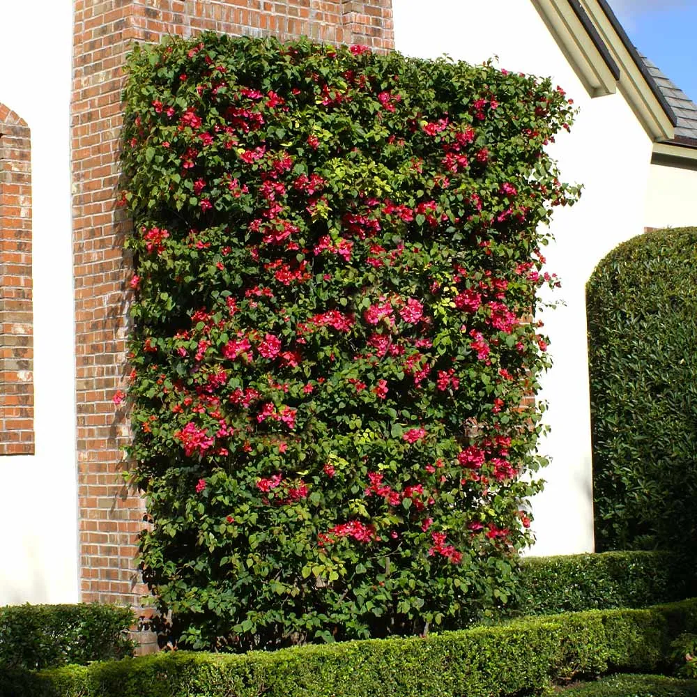 Barbara Karst Bougainvillea Vine - Vibrant Magenta Climbing Flowering Plant 3