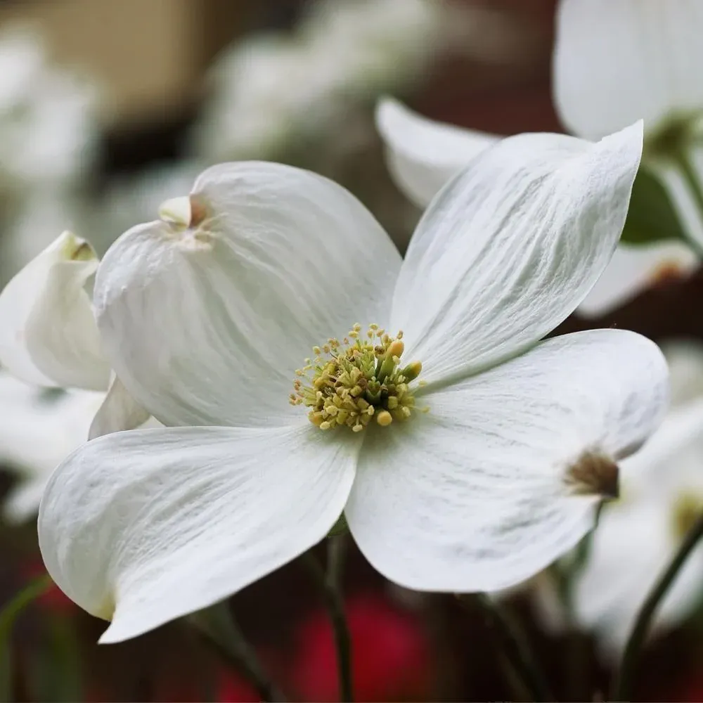 Cloud 9 Dogwood Tree - Ornamental Flowering Deciduous Tree 1