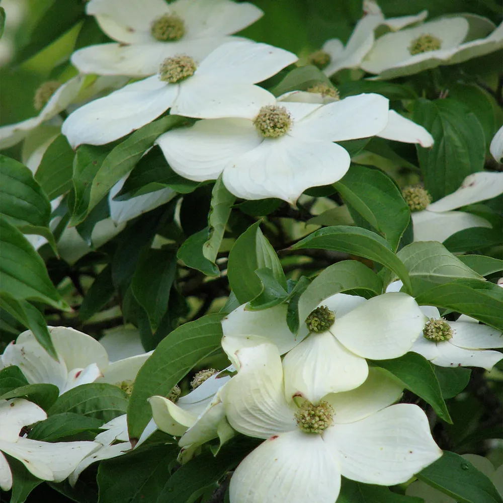 Starlight® Dogwood Tree - Ornamental Flowering Deciduous Tree