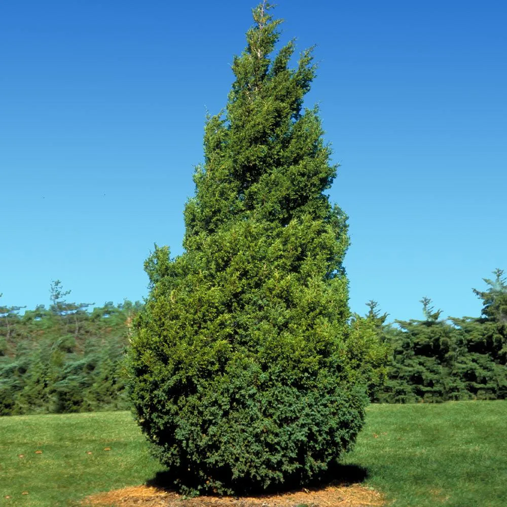 Baby Giant Arborvitae Tree - Fast-Growing Evergreen Privacy Hedge