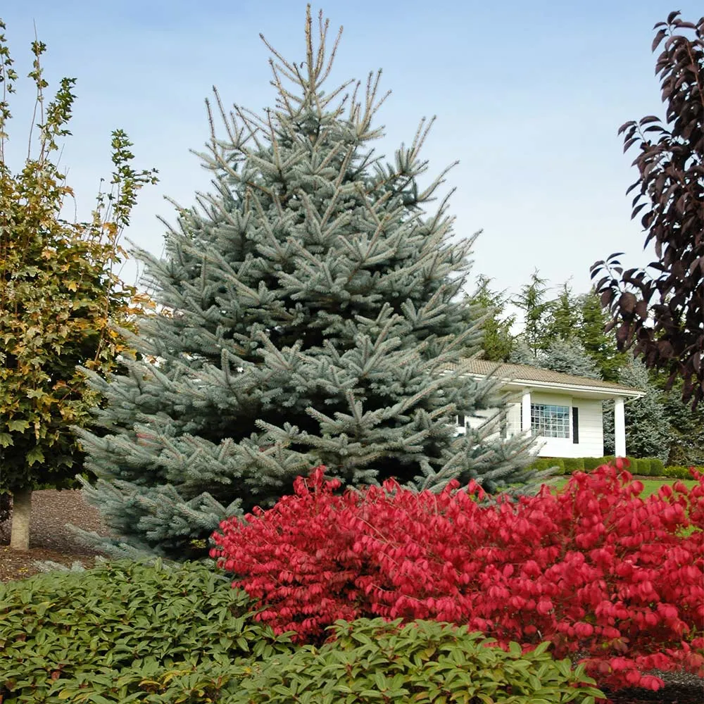 Fat Albert Colorado Blue Spruce Artificial Christmas Tree