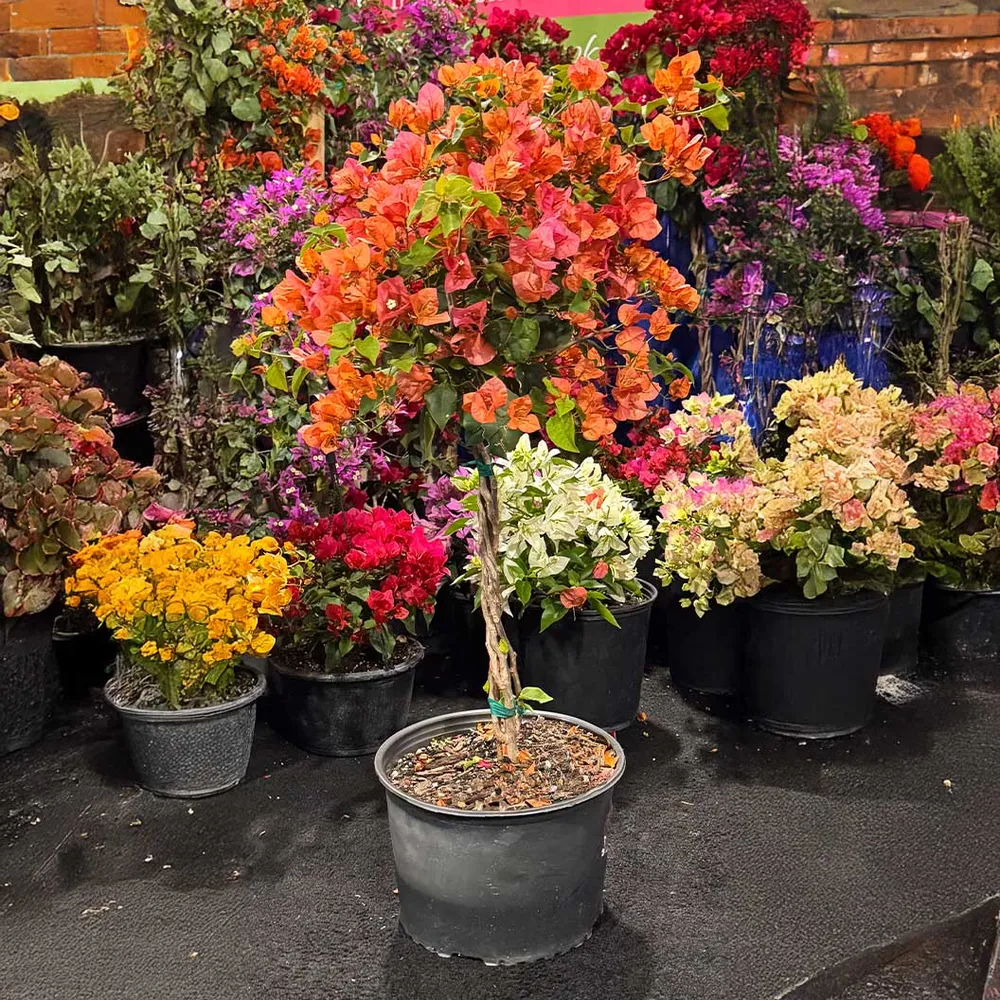 Sundown Orange Bougainvillea Flowering Outdoor Tree 1