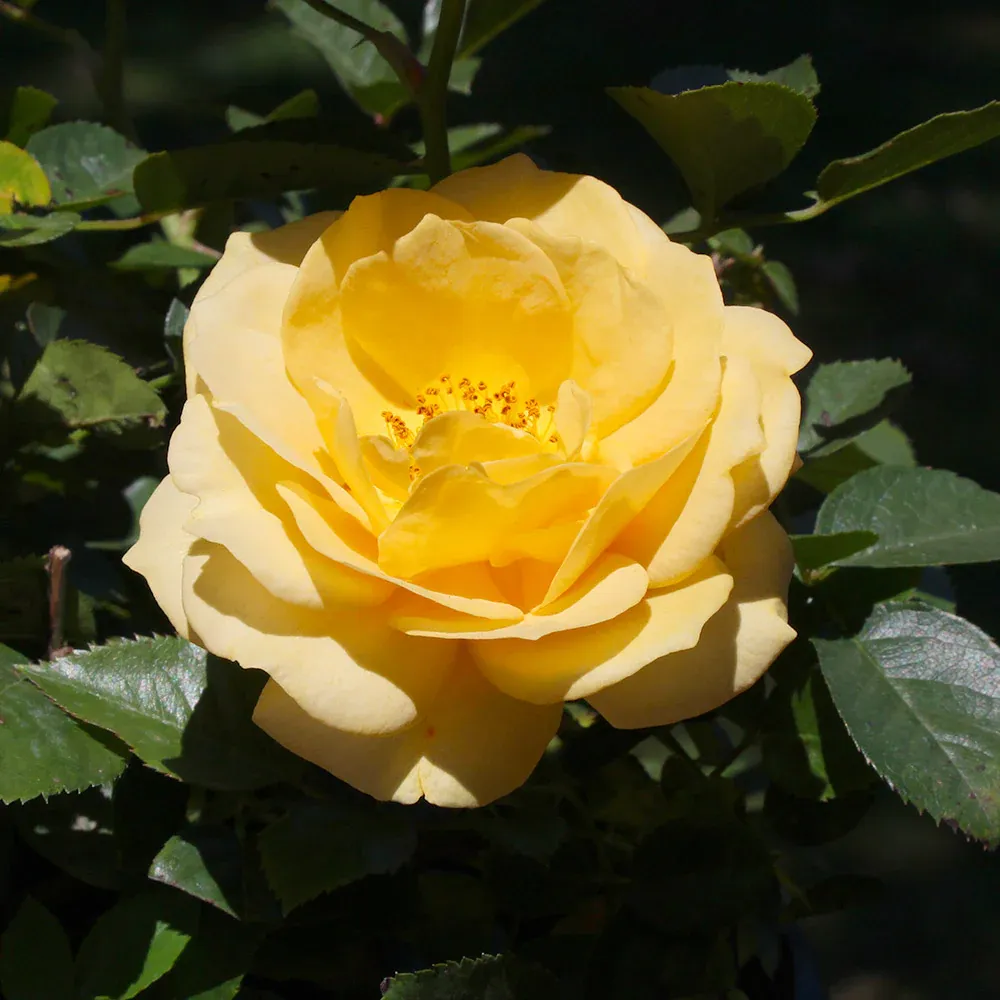 Julia Child Floribunda Rose Tree - Standard Form Butter-Yellow Flowering Shrub 3