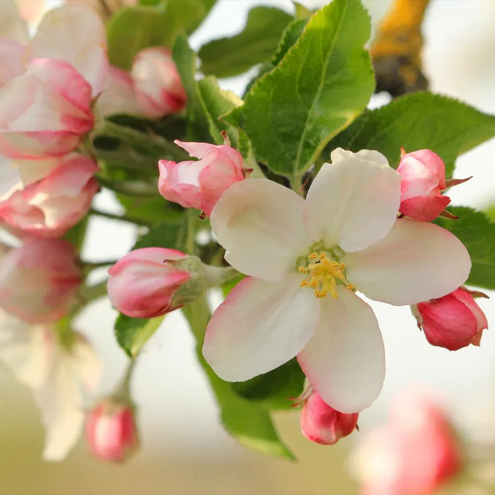 Honeycrisp Apple Tree - Vigorous Fruit-Bearing Sapling for Home Gardens 3