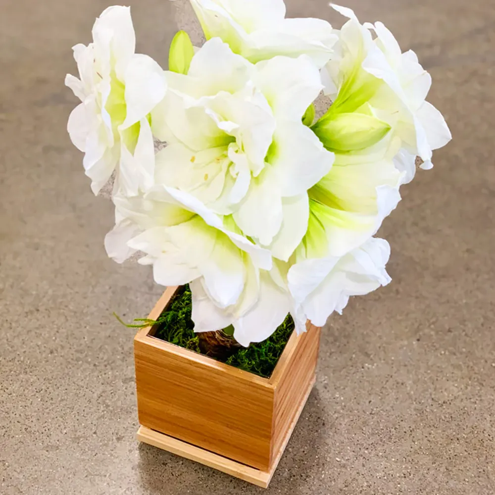 White Amaryllis Bulb Pre-Planted in Sustainable Bamboo Planter