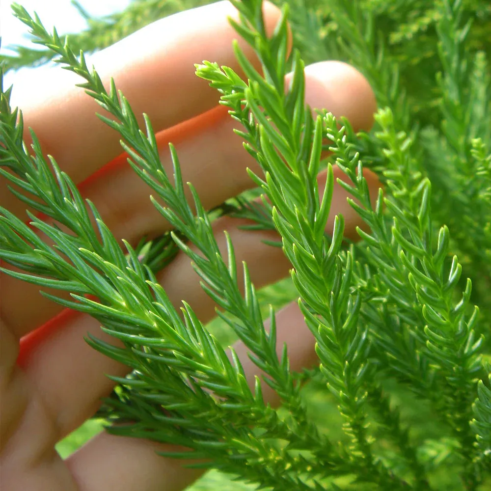 Cryptomeria Radicans Japanese Cedar Evergreen Conifer 2