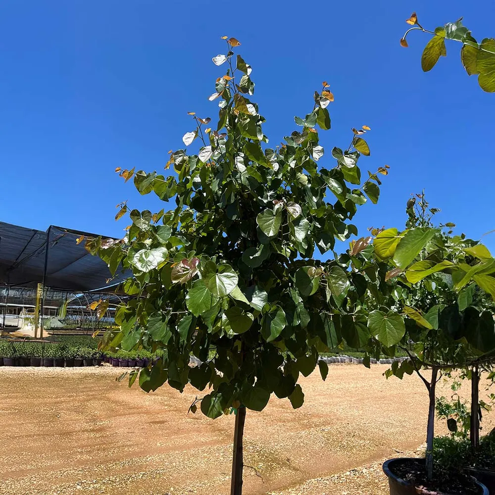 Oklahoma Sparkler Eastern Redbud Tree - Variegated Ornamental Deciduous Tree 3