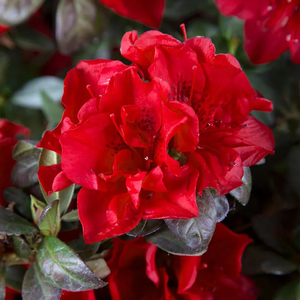 Autumn Fire Encore Azalea Reblooming Evergreen Flowering Shrub