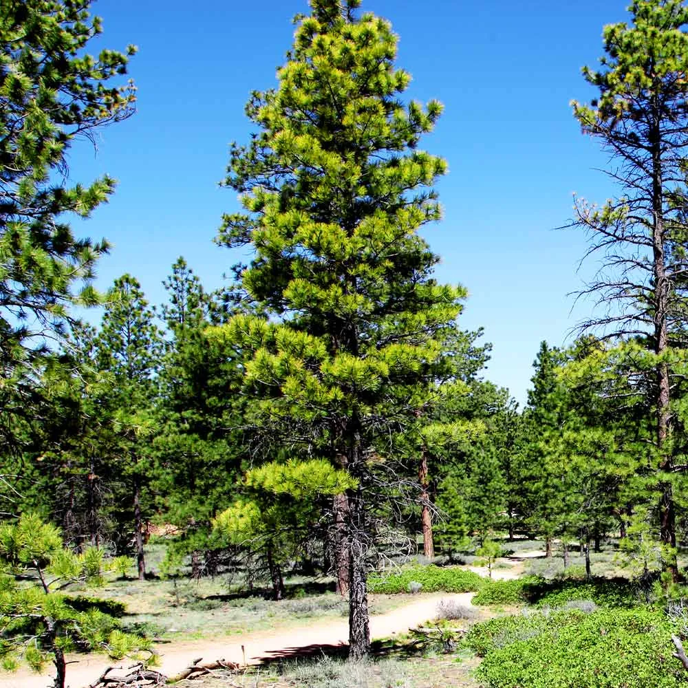 Black Hills Ponderosa Pine Artificial Tree with Realistic Needle Texture 2