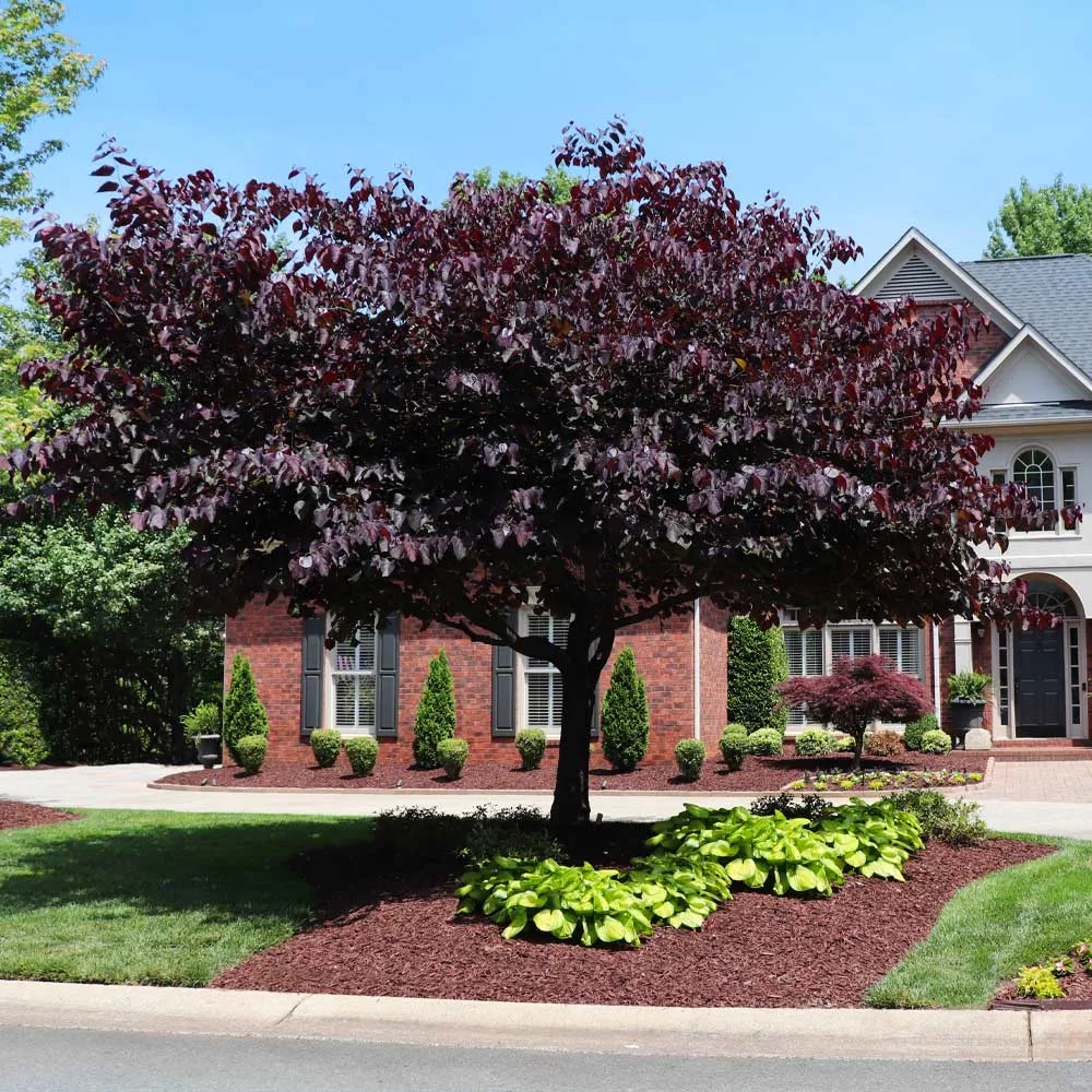 Forest Pansy Redbud (Cercis canadensis 'Forest Pansy') Ornamental Deciduous Tree