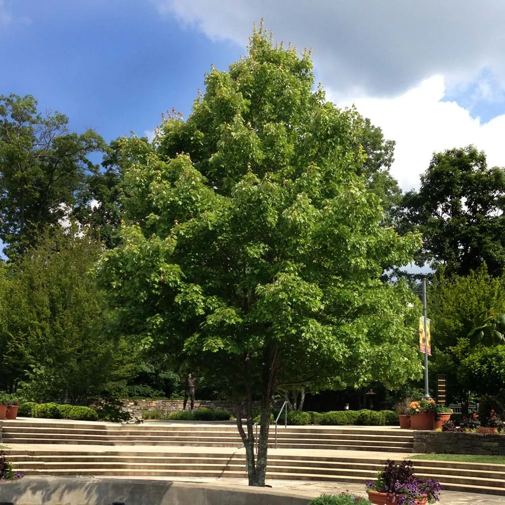 October Glory Red Maple Tree (Acer rubrum) - Deciduous Shade Tree 2
