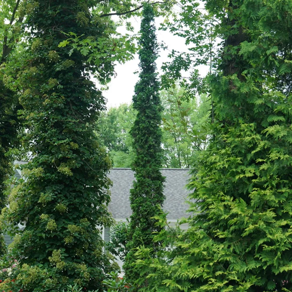 Sting Arborvitae (Thuja occidentalis) Narrow Evergreen Privacy Shrub 2