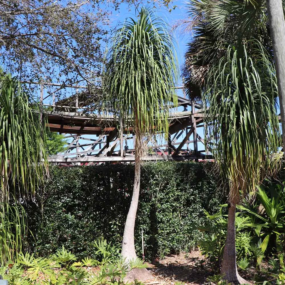 Ponytail Palm (Beaucarnea recurvata) Indoor Ornamental Plant 2
