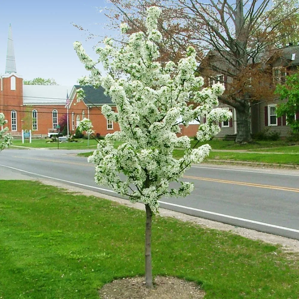 Sweet Sugar Tyme® Crabapple Deciduous Flowering Tree 1