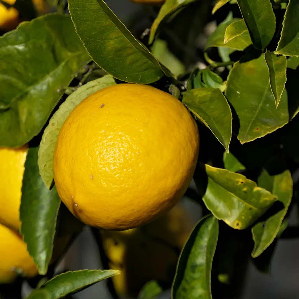 Lemonade Tree Citrus Plant for Home Gardens