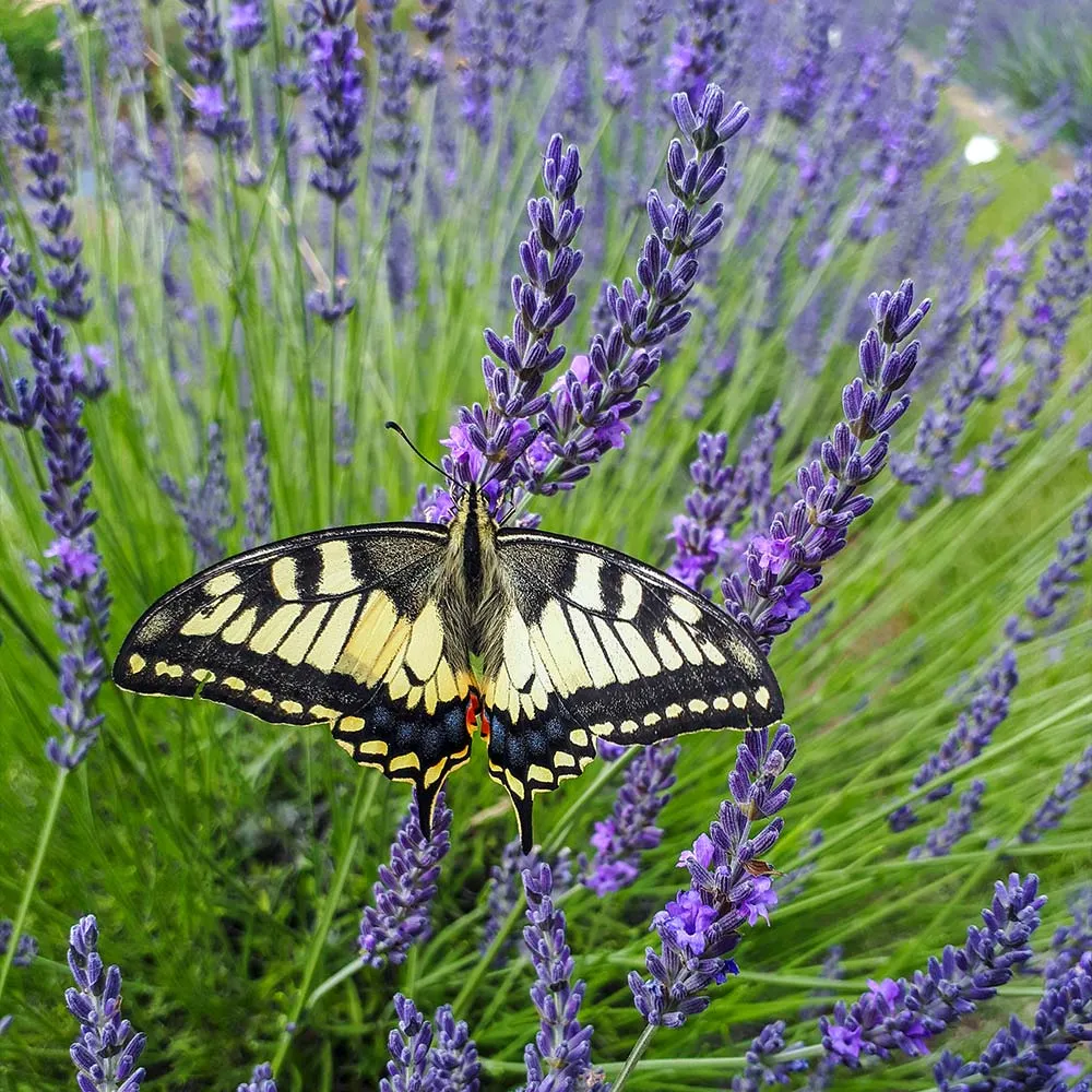 Phenomenal Lavender Plant - Hardy Perennial Fragrant Shrub