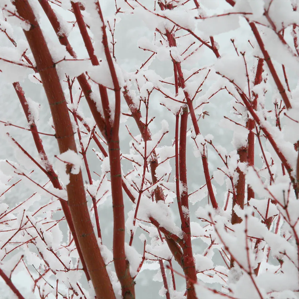 Coral Bark Japanese Maple Tree (Acer palmatum 'Sango-kaku') 3