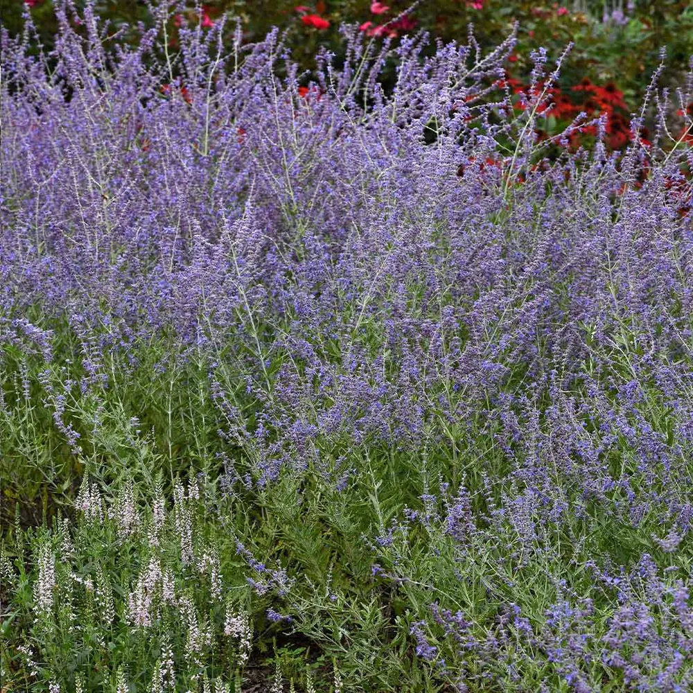 CrazyBlue Russian Sage Perennial Flowering Shrub 2