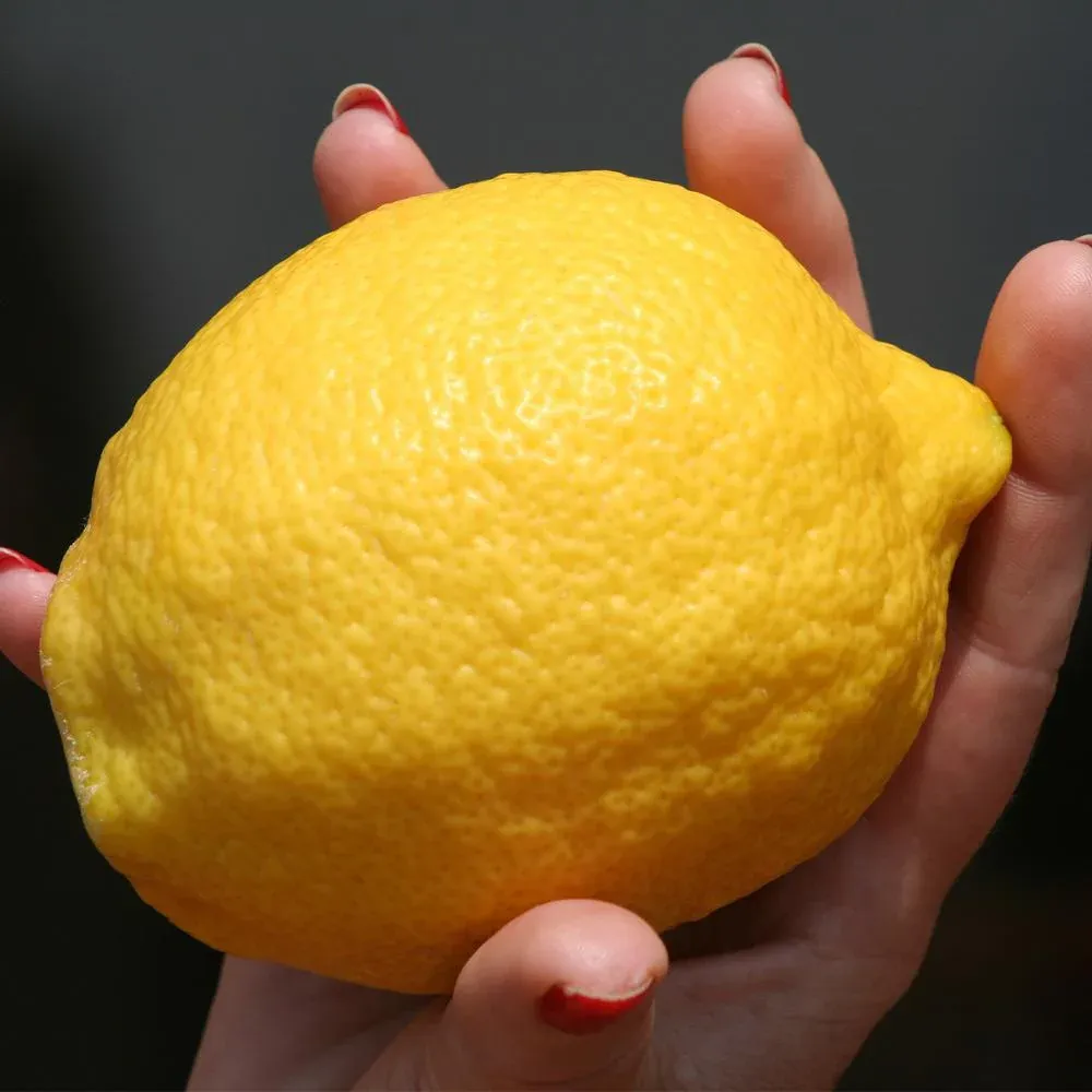 Eureka Lemon Tree - Live Citrus Plant for Home and Garden 2