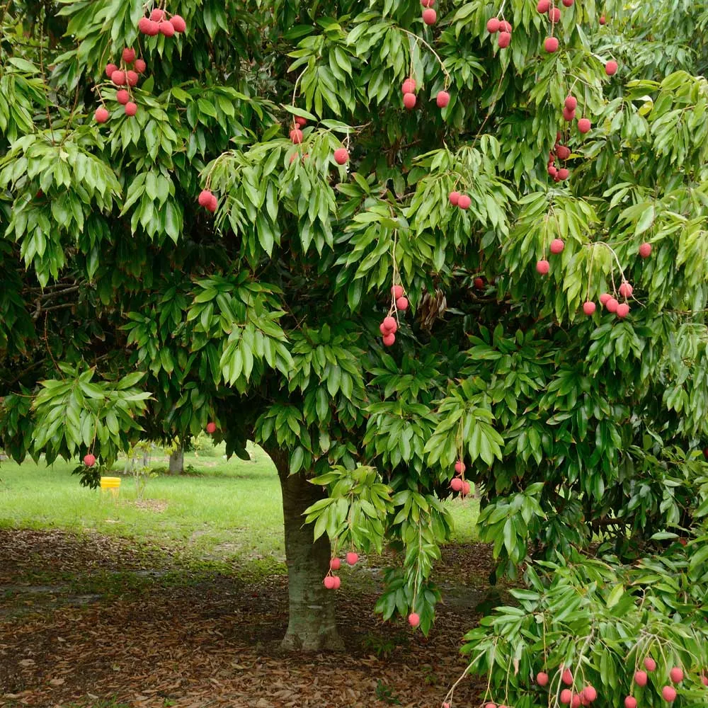 Emperor Lychee Tree - Live Fruit-Bearing Tropical Plant 4