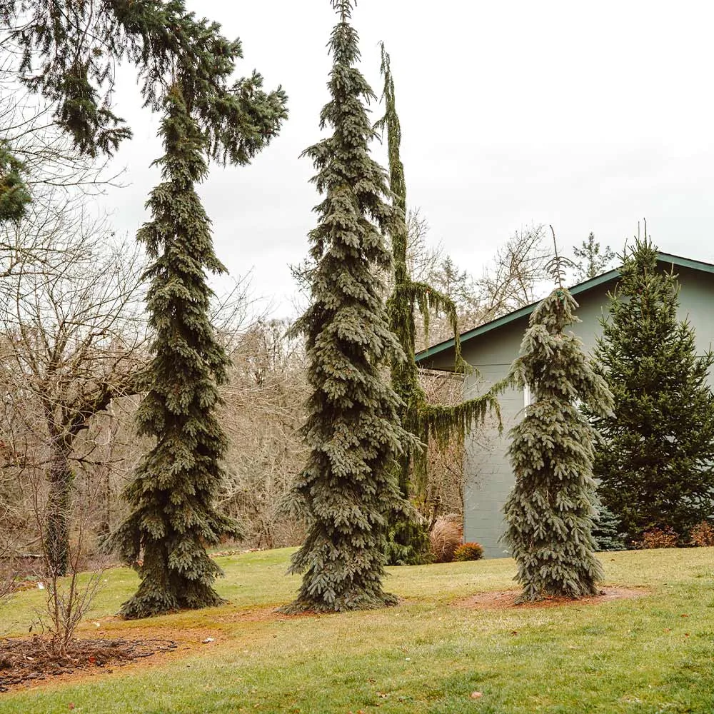Weeping White Spruce Tree (Picea glauca 'Pendula') - Narrow Ornamental Evergreen 1