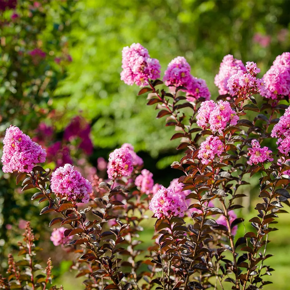 Black Diamond® Lavender Lace™ Crape Myrtle Tree - Dark Foliage Flowering Shrub 1
