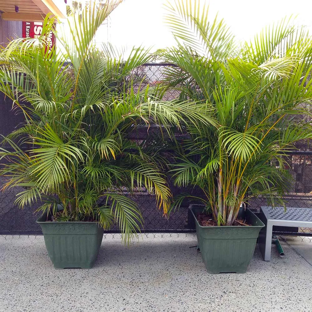 Lifelike Artificial Areca Palm Tree for Indoor Home and Office Decoration 5