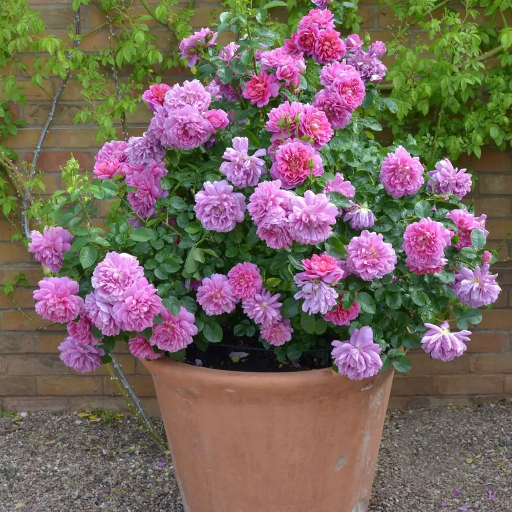 David Austin® Princess Anne™ Rose Shrub - Deep Pink English Rose 2