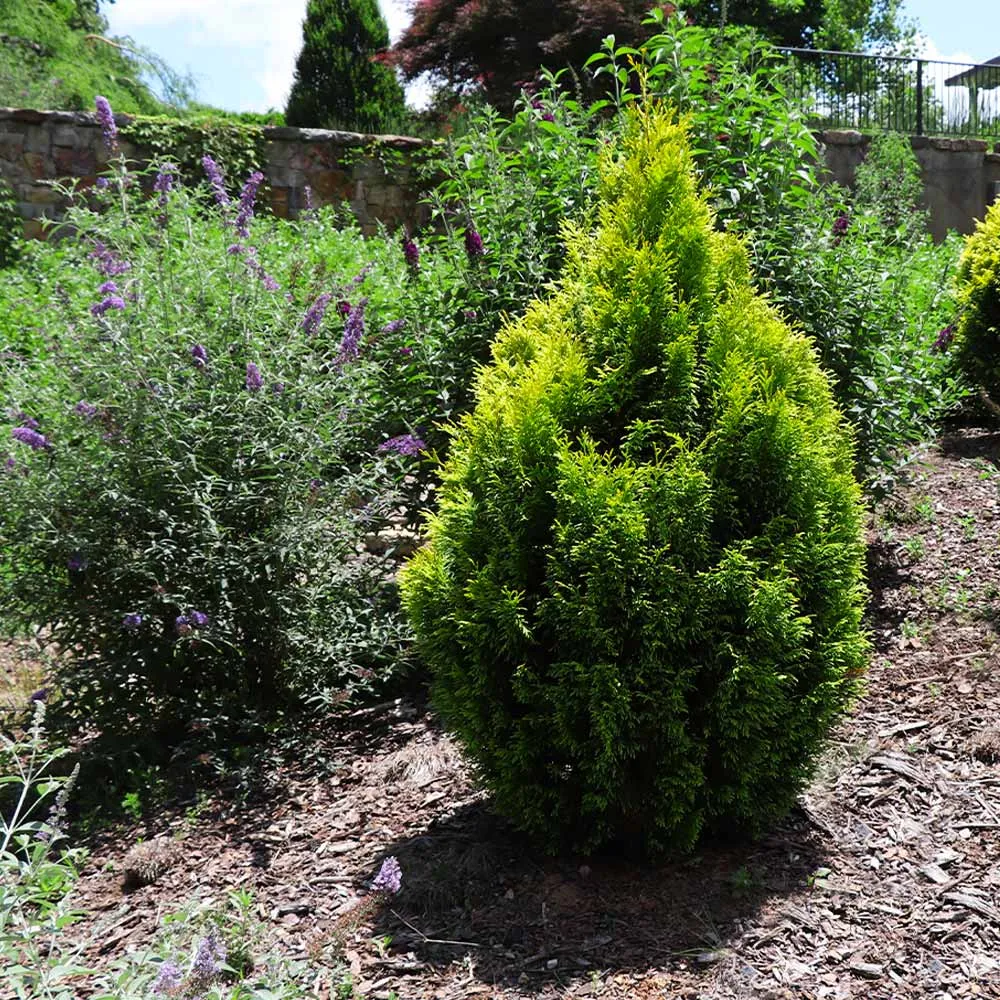 Berckman's Gold Arborvitae Golden Evergreen Shrub 2