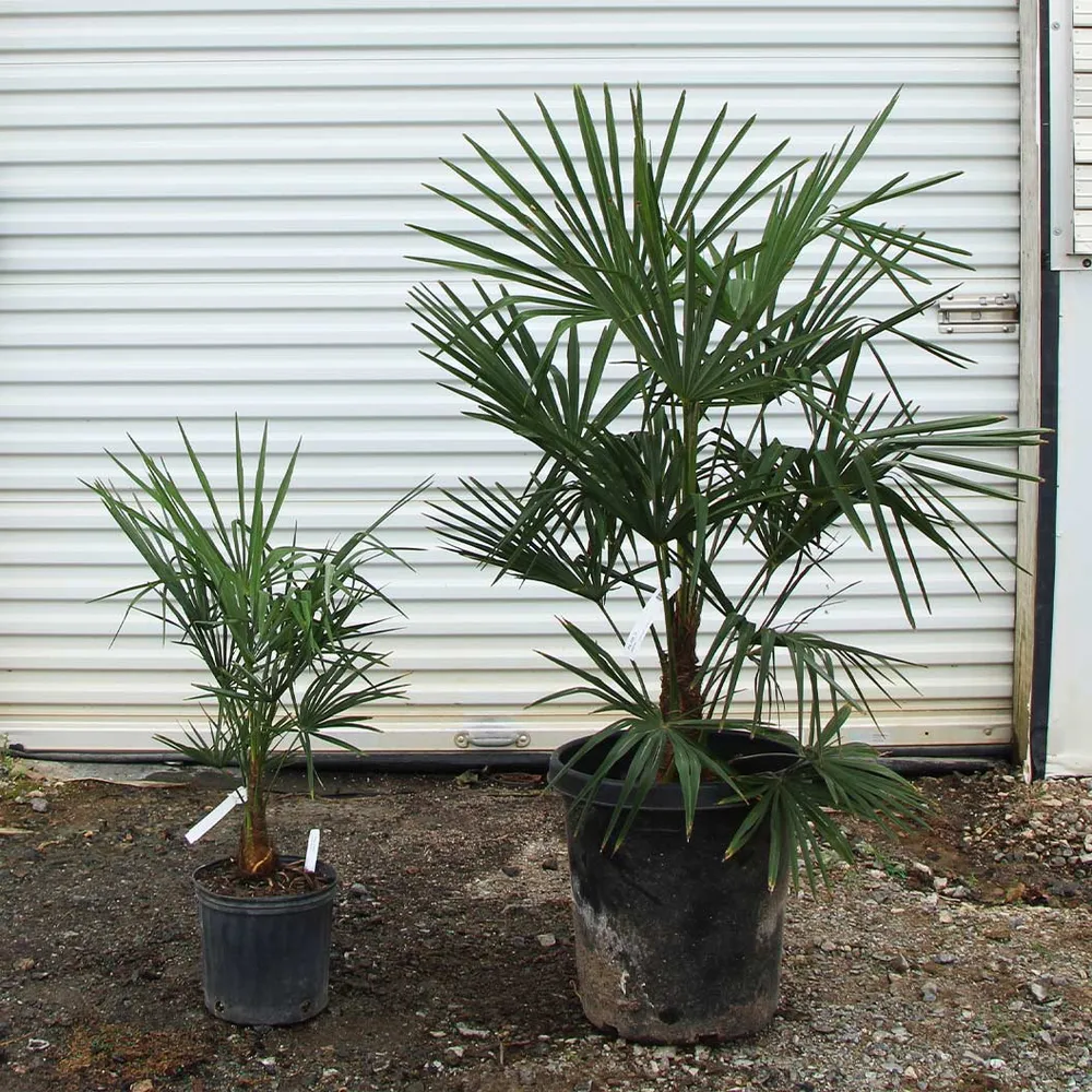Artificial Windmill Palm Tree - Realistic Decorative Faux Tropical Plant 4