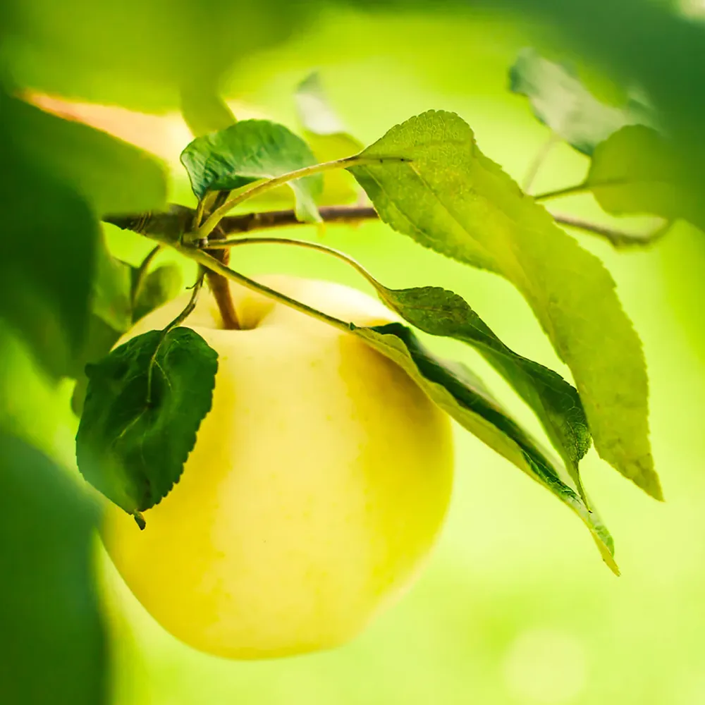 Dorsett Golden Apple Tree - Low-Chill Deciduous Fruit Variety