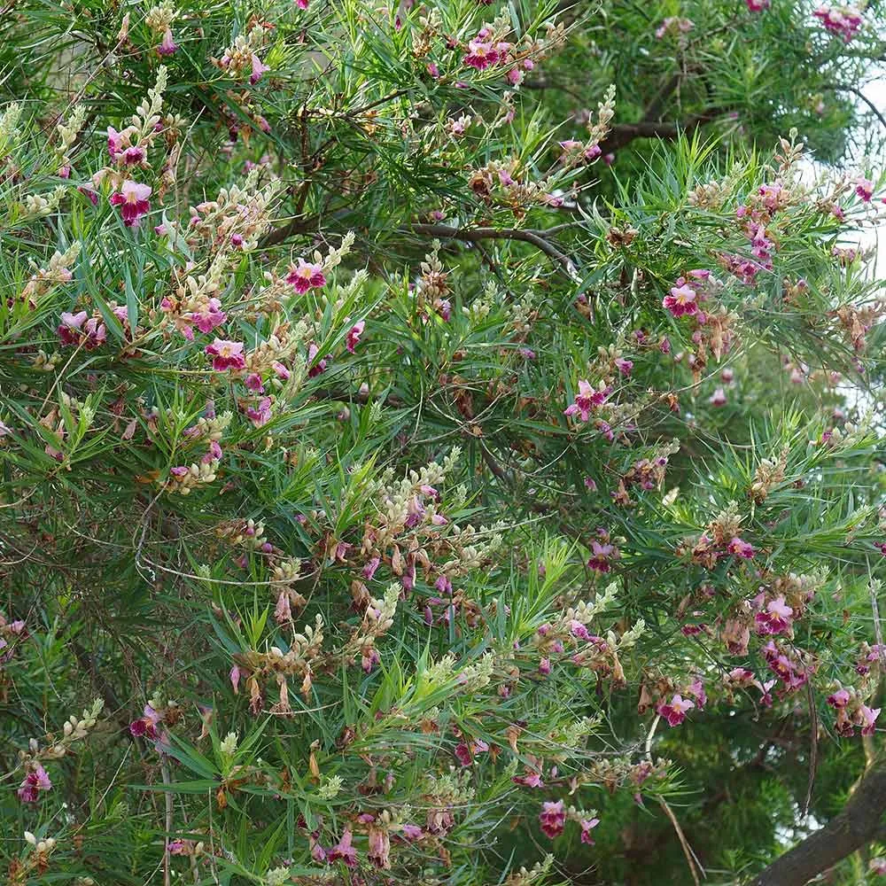 Sweet Bubba Seedless Desert Willow Ornamental Flowering Tree Seeds 2