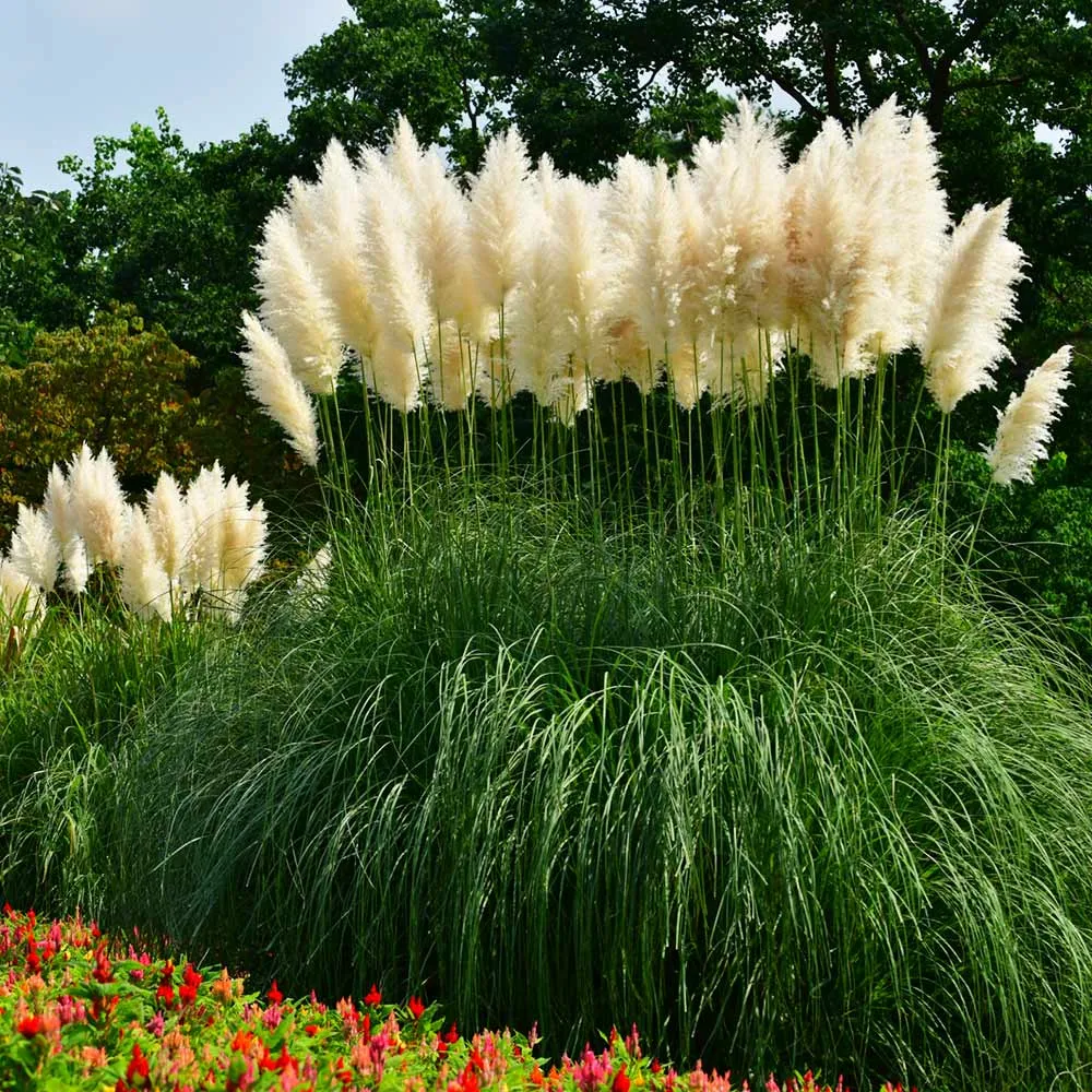 Natural Dried Pampas Grass Stems for Boho Home Decor and Floral Arrangements