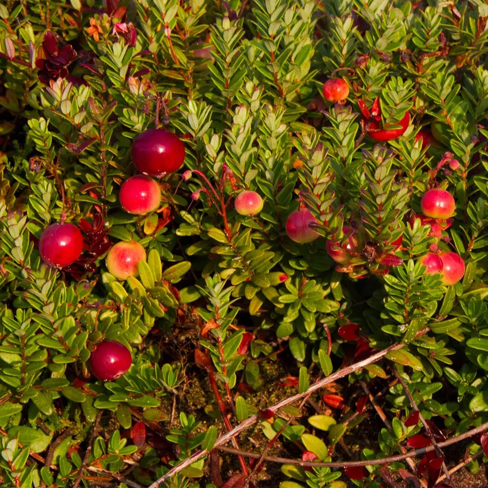 Stevens Cranberry Bush - Vaccinium macrocarpon Fruit-Bearing Shrub