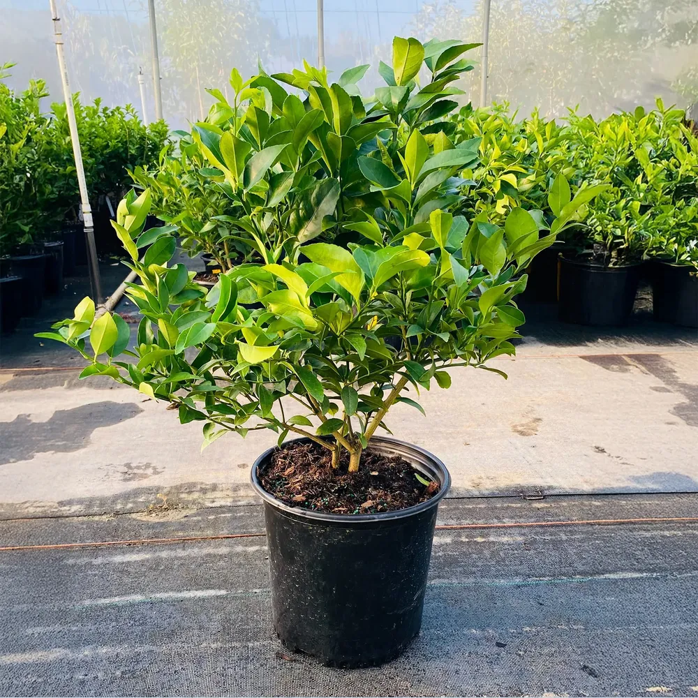 Meyer Lemon & Limequat Cocktail Hybrid Bush - Dual-Variety Citrus Tree